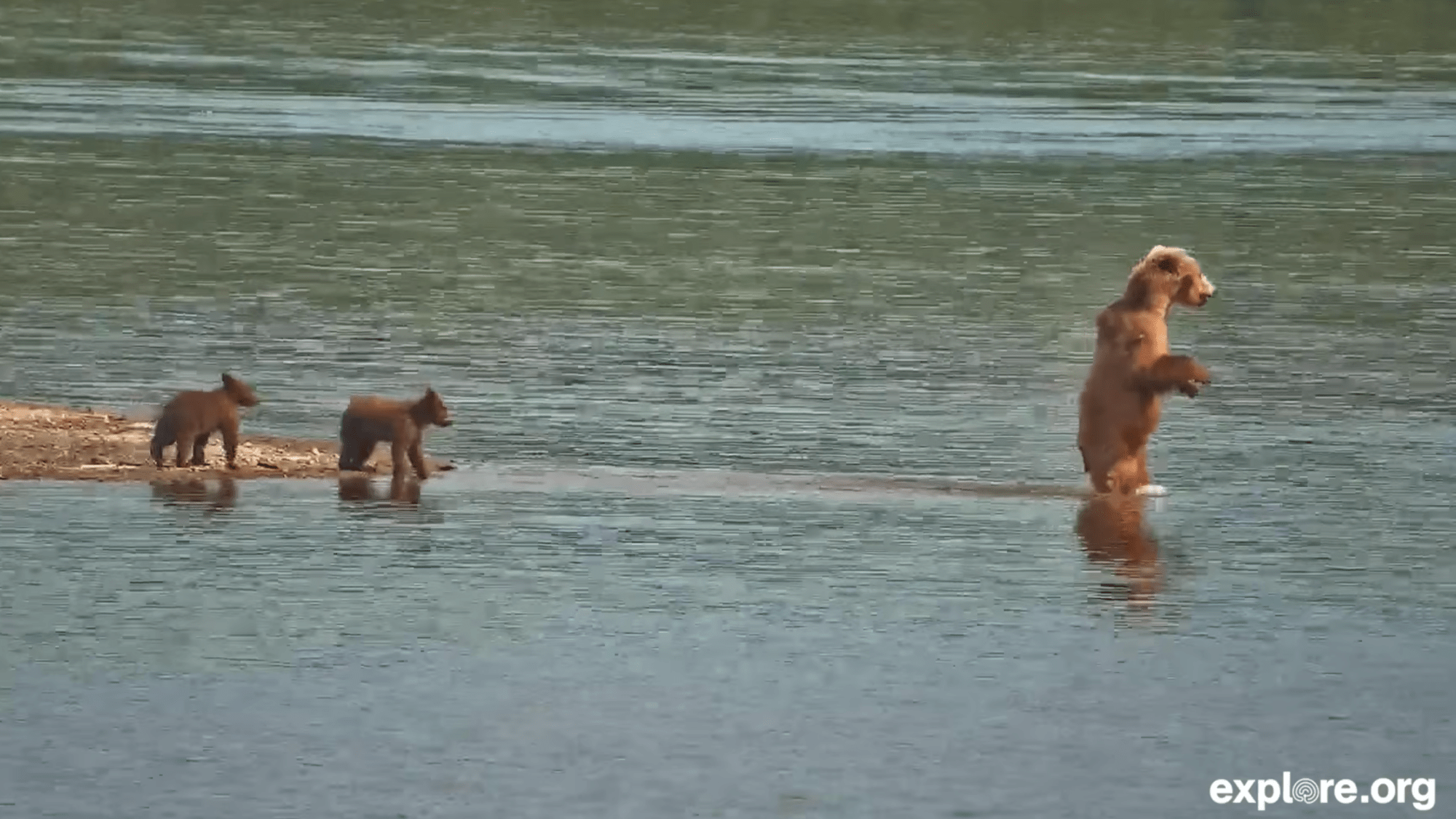 a mother bear stands up on two hind legs and walks into the water, with two cubs following her