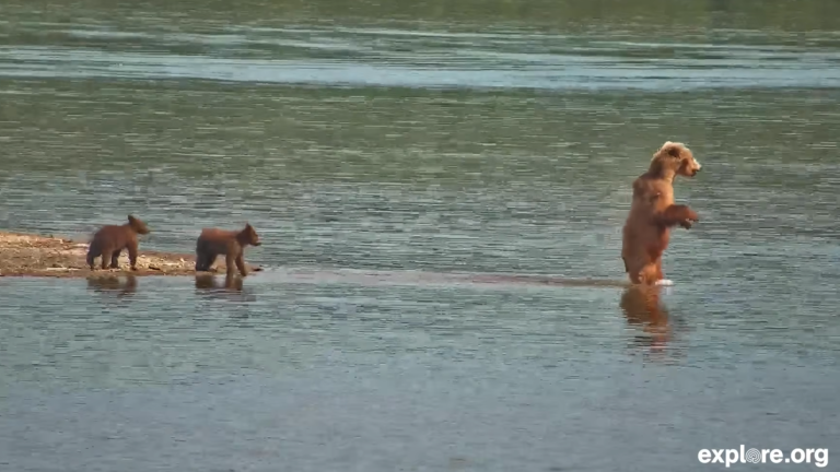 a mother bear stands up on two hind legs and walks into the water, with two cubs following her