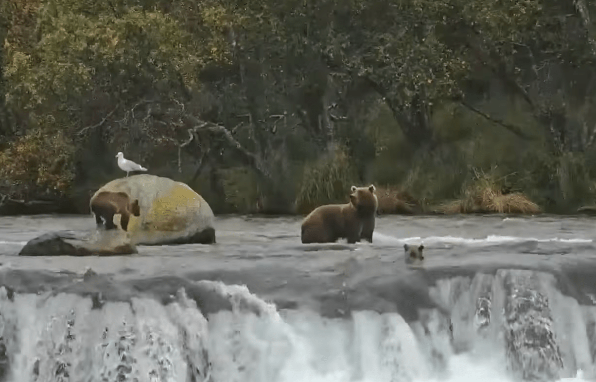Katmai bear cubs tumble over waterfall