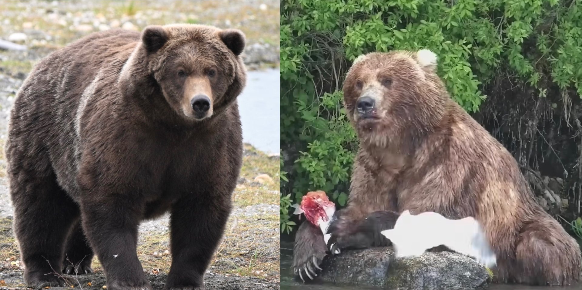 two large bears