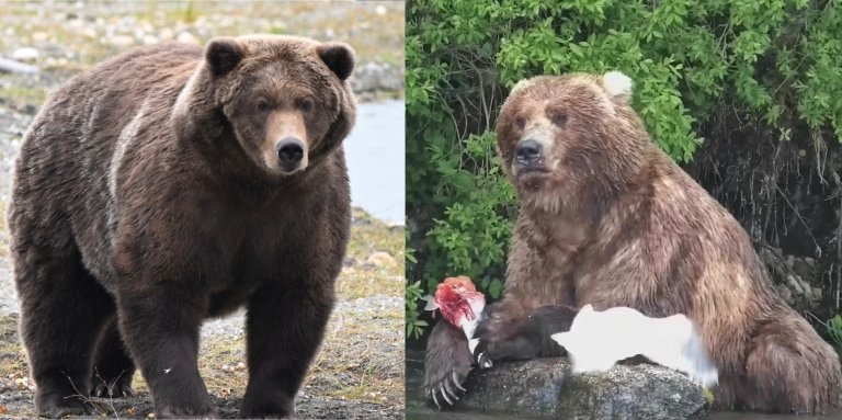 two large bears