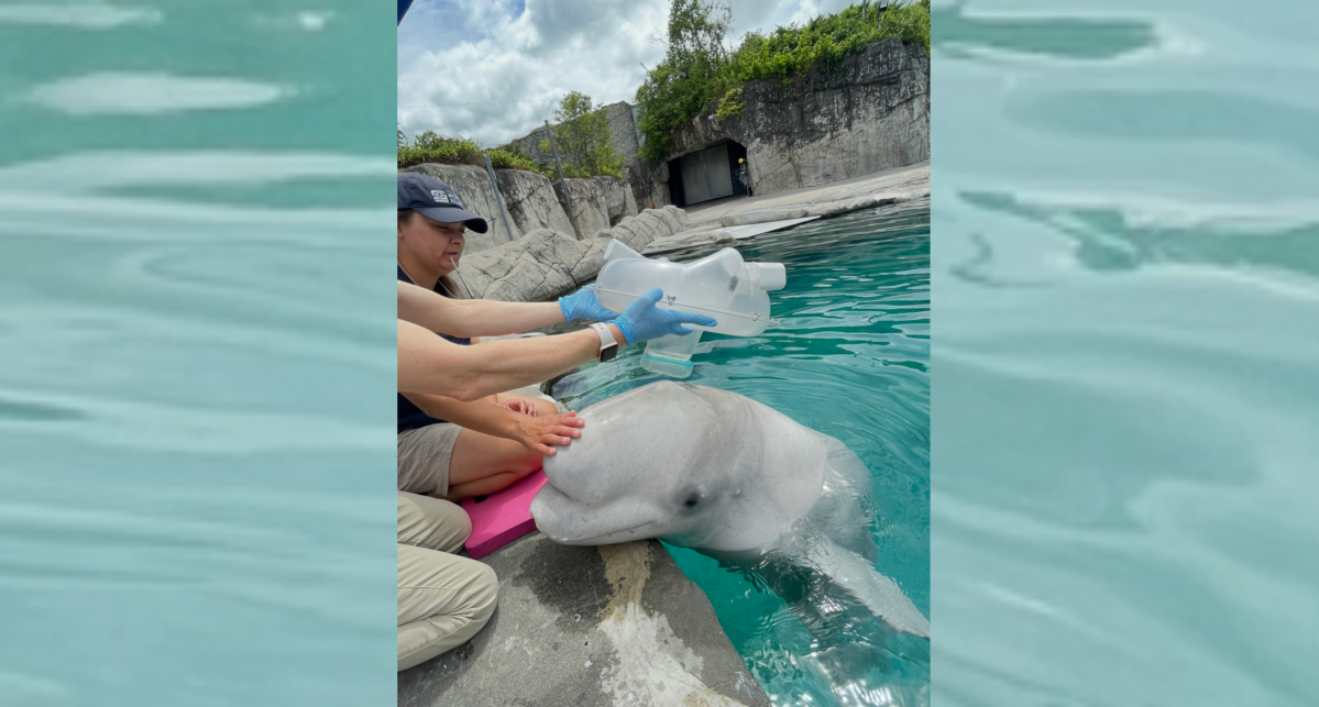 Blowhole nebulizer helps cure beluga whale’s pneumonia