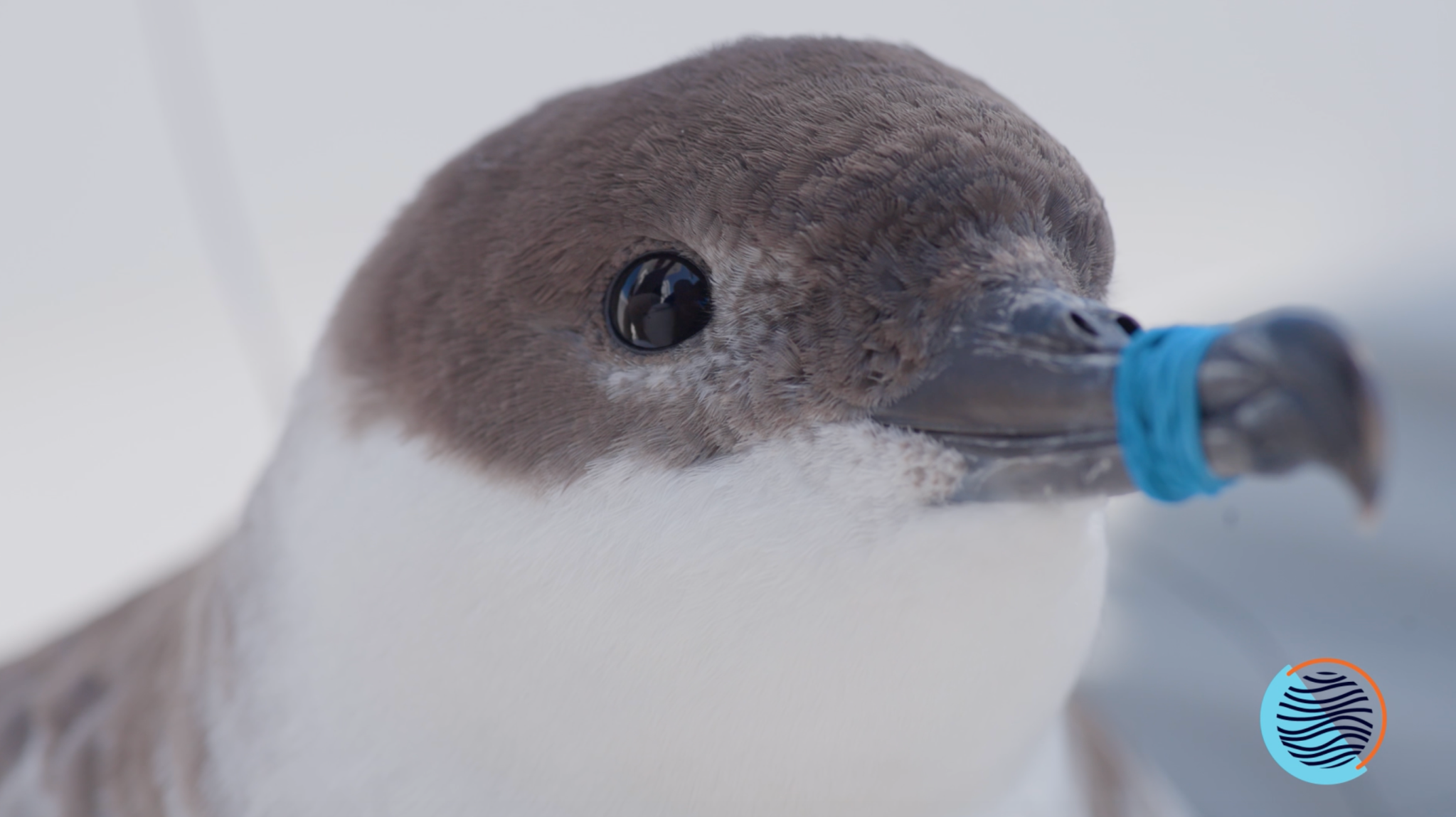 ‘Birds Supporting Birds’ connects the Philadelphia Eagles with migrating seabirds