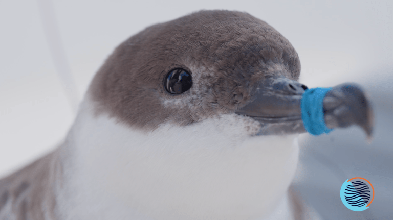 a bird with white and gray feathers and a black beak looks at the camera