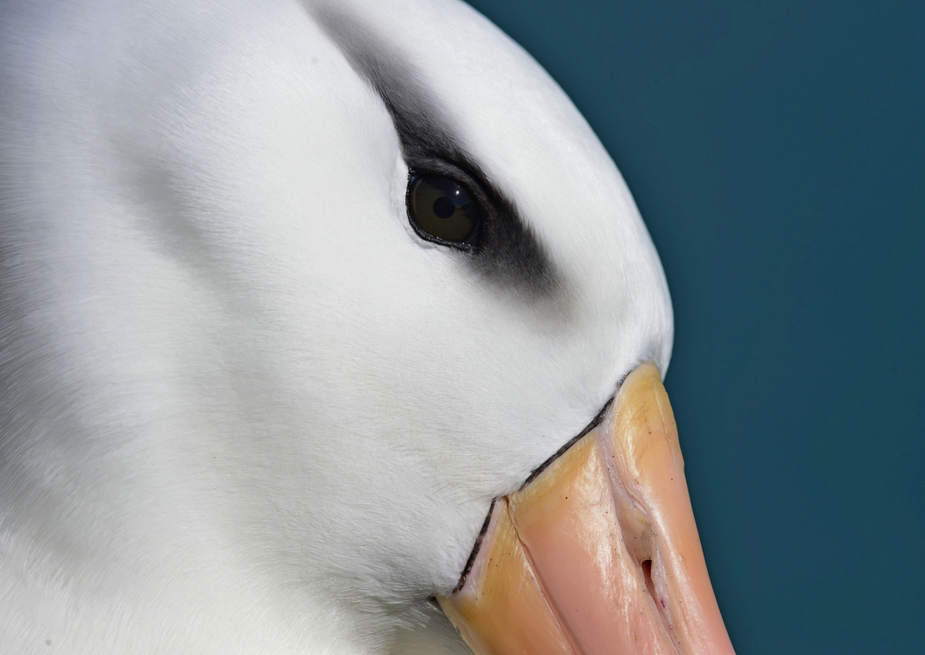 a close-up of the profile of a bird with white feathers, a dark eye, and light orange beak