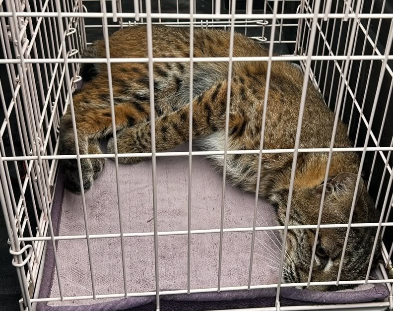 a bobcat sleeping in a cage