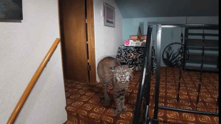 a bobcat caught in a house