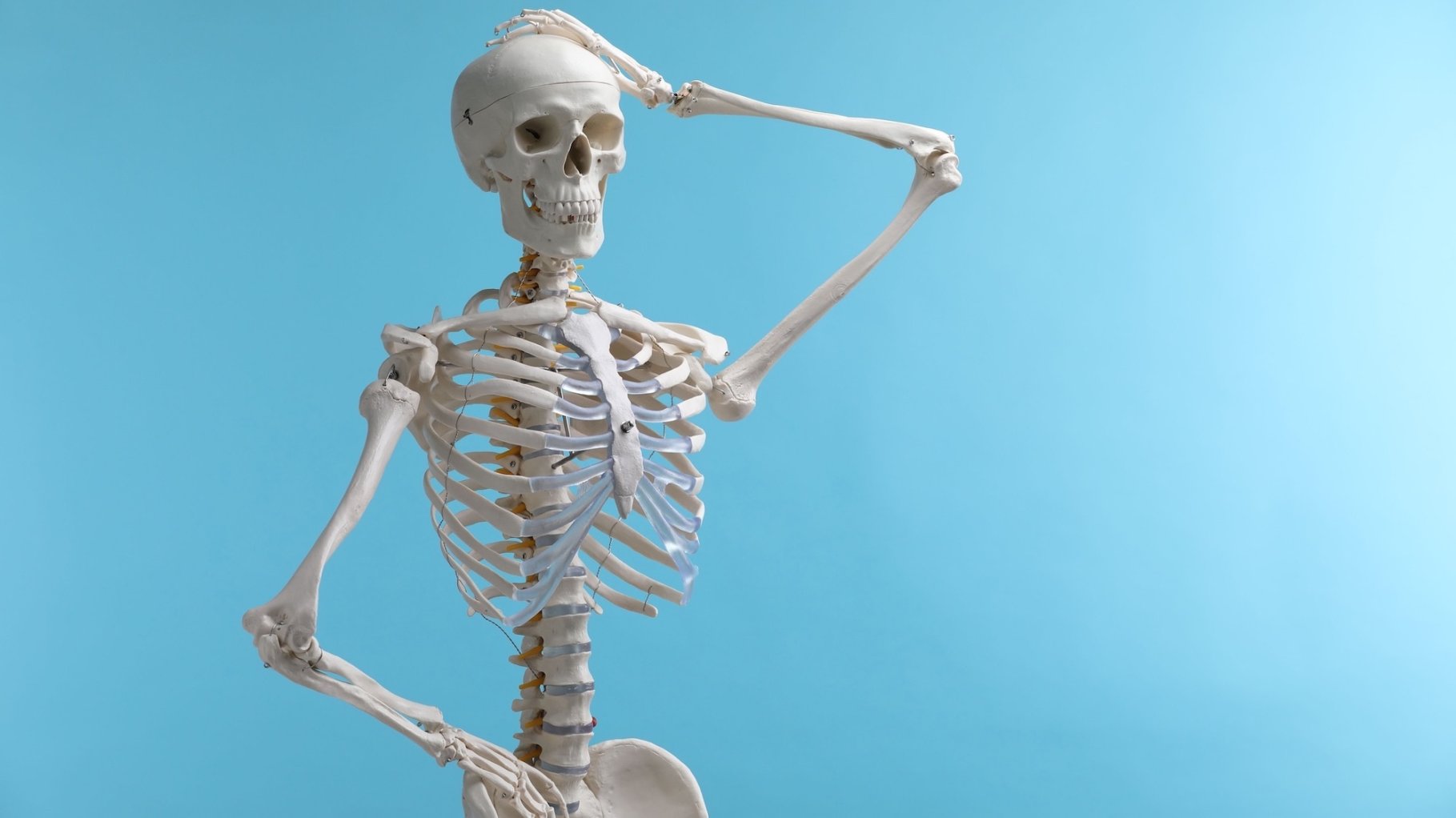 Artificial human skeleton model on light blue background, space for text