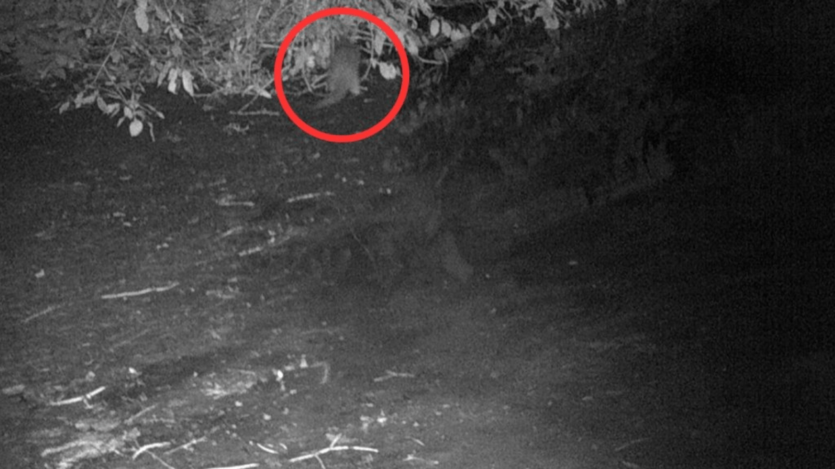 Help name the Bronx River’s first otter in 100 years