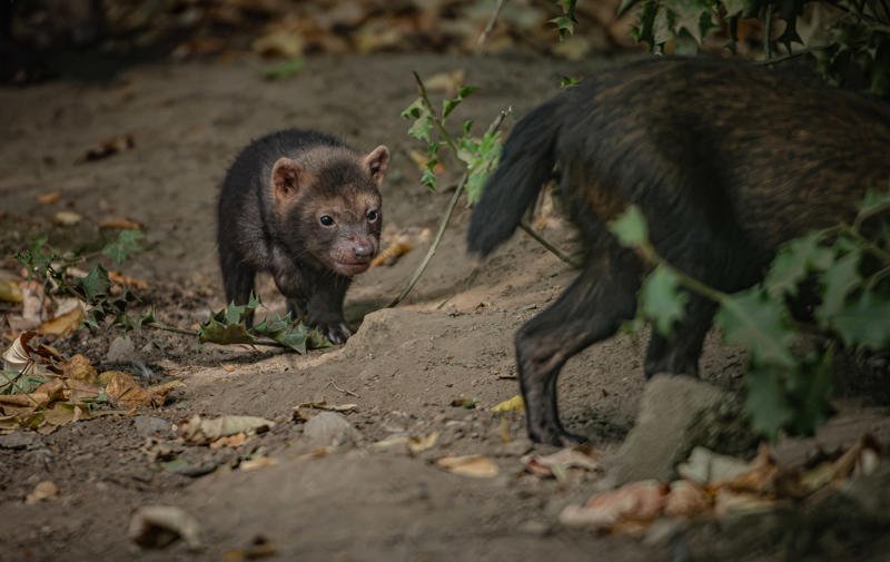 a small wild dog walks behind a bigger dog