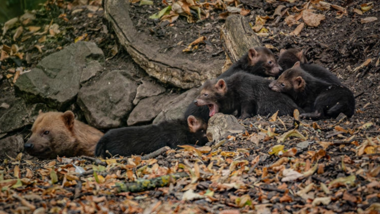 three wild dog puppies opening their mouth