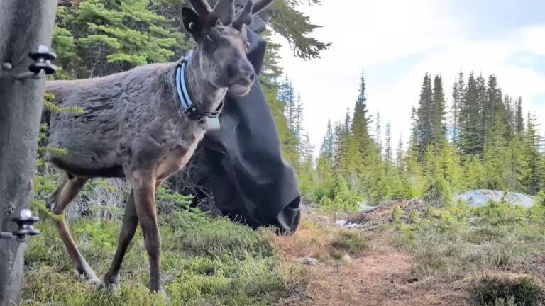 a caribou stands among trees on a trail