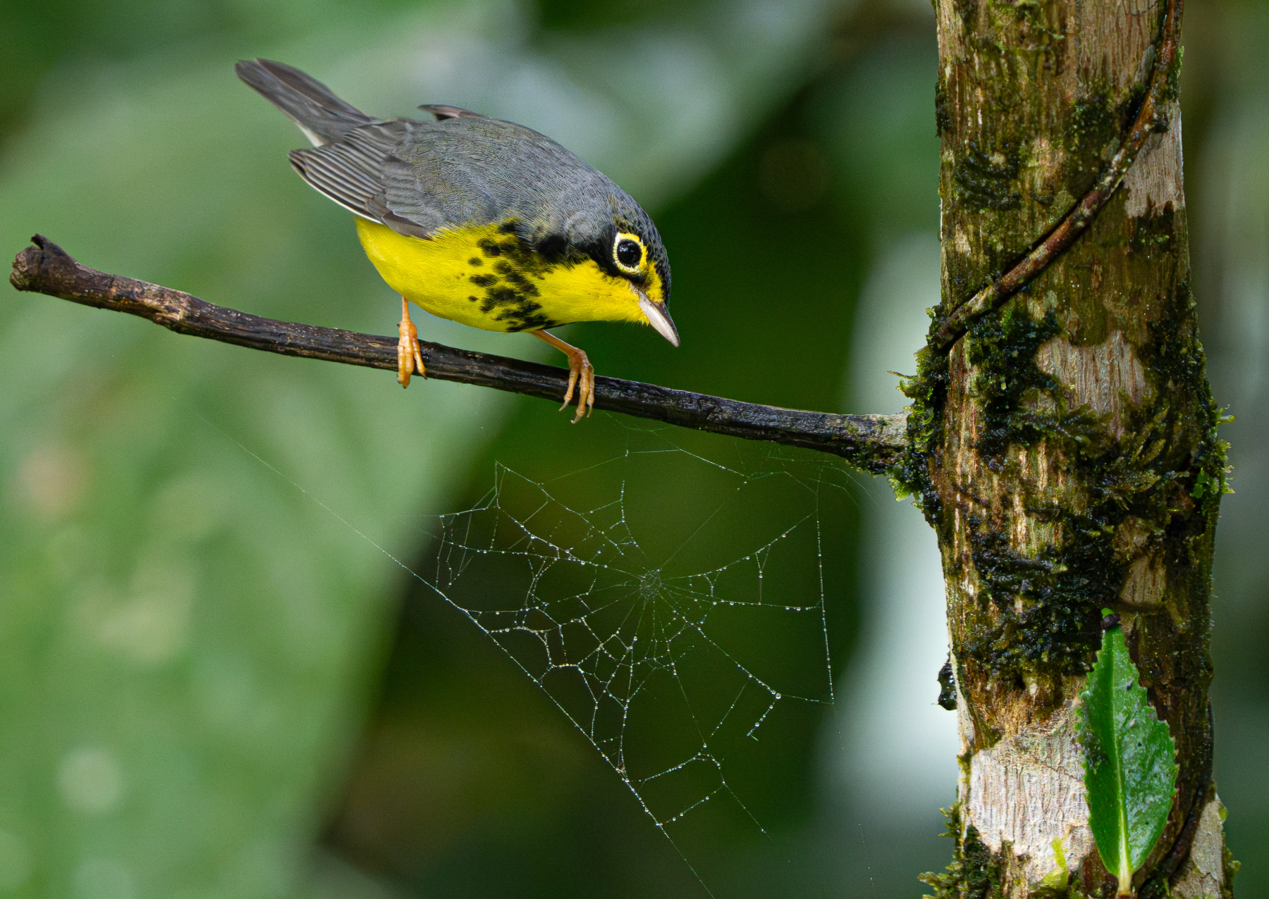 a bird with grey and black feathers with prominent yellow feathers on its belly stands on a branch of a tree with a spider web underneath it