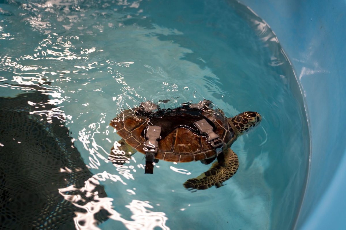 Sea turtle struck by boat is recovering in a 3D-printed harness