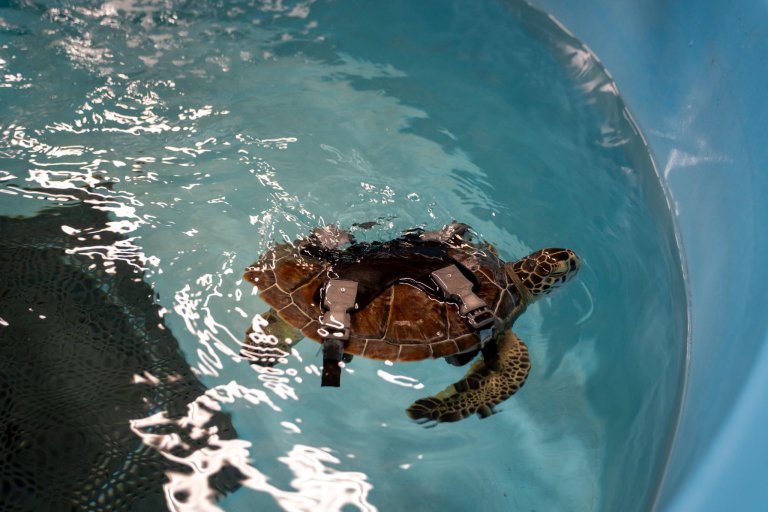 a turtle swimming with harness