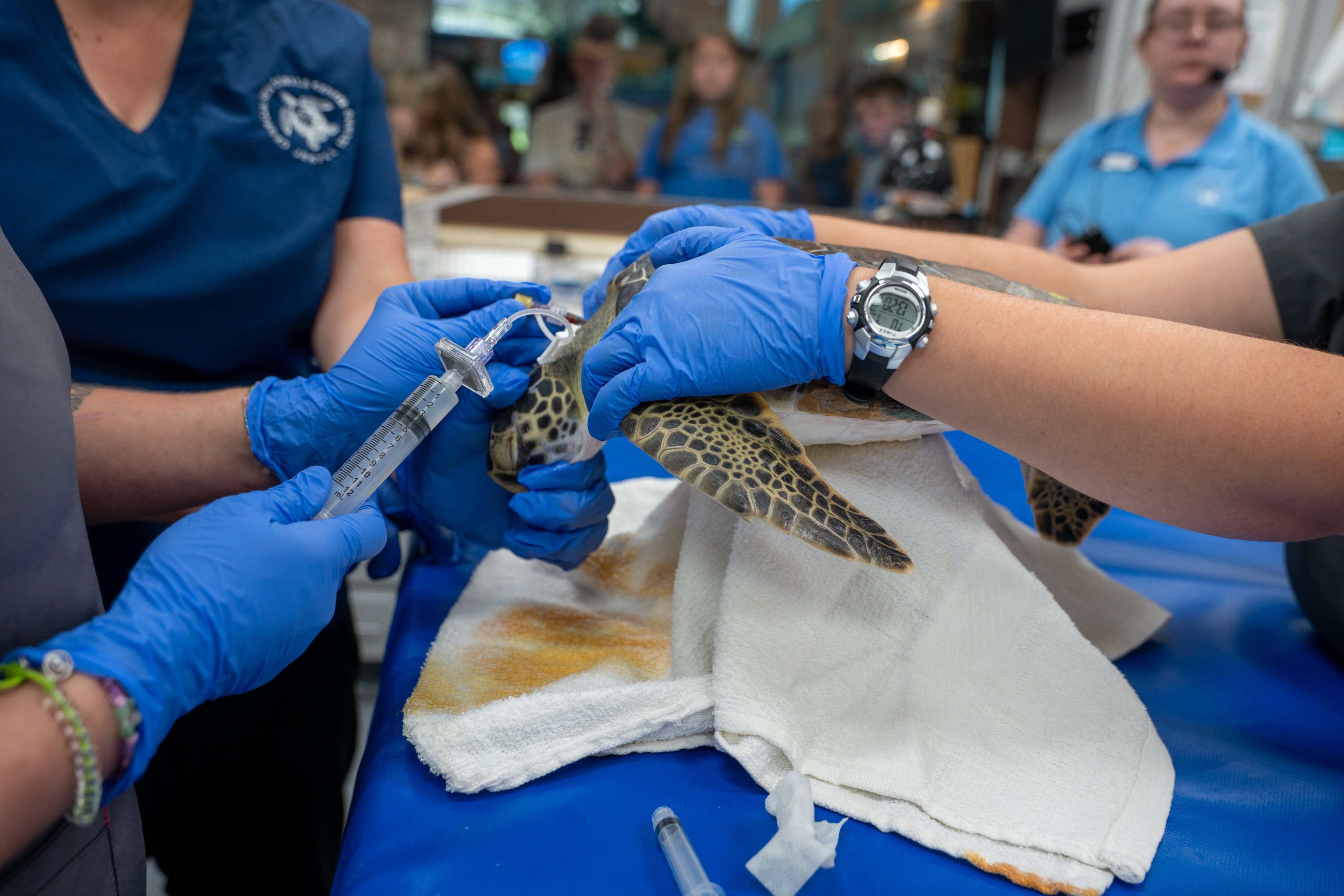 turtle received intravenous stem cells in medical room