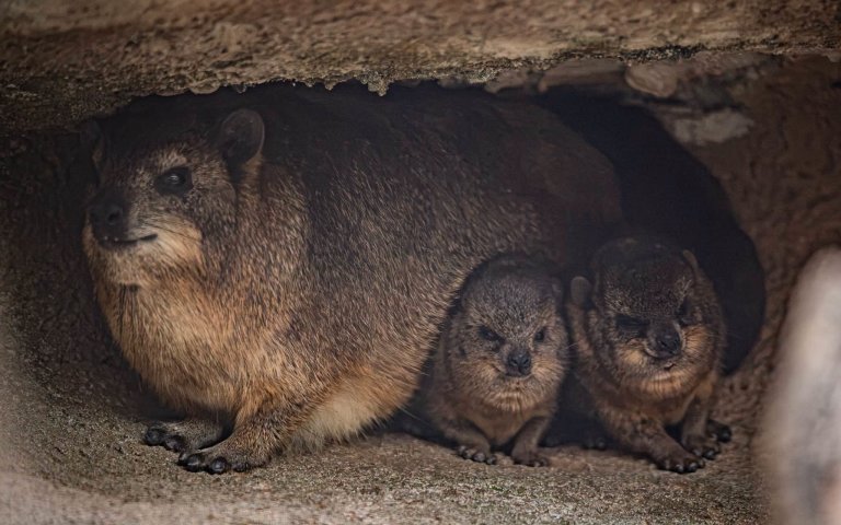 two pups with mom
