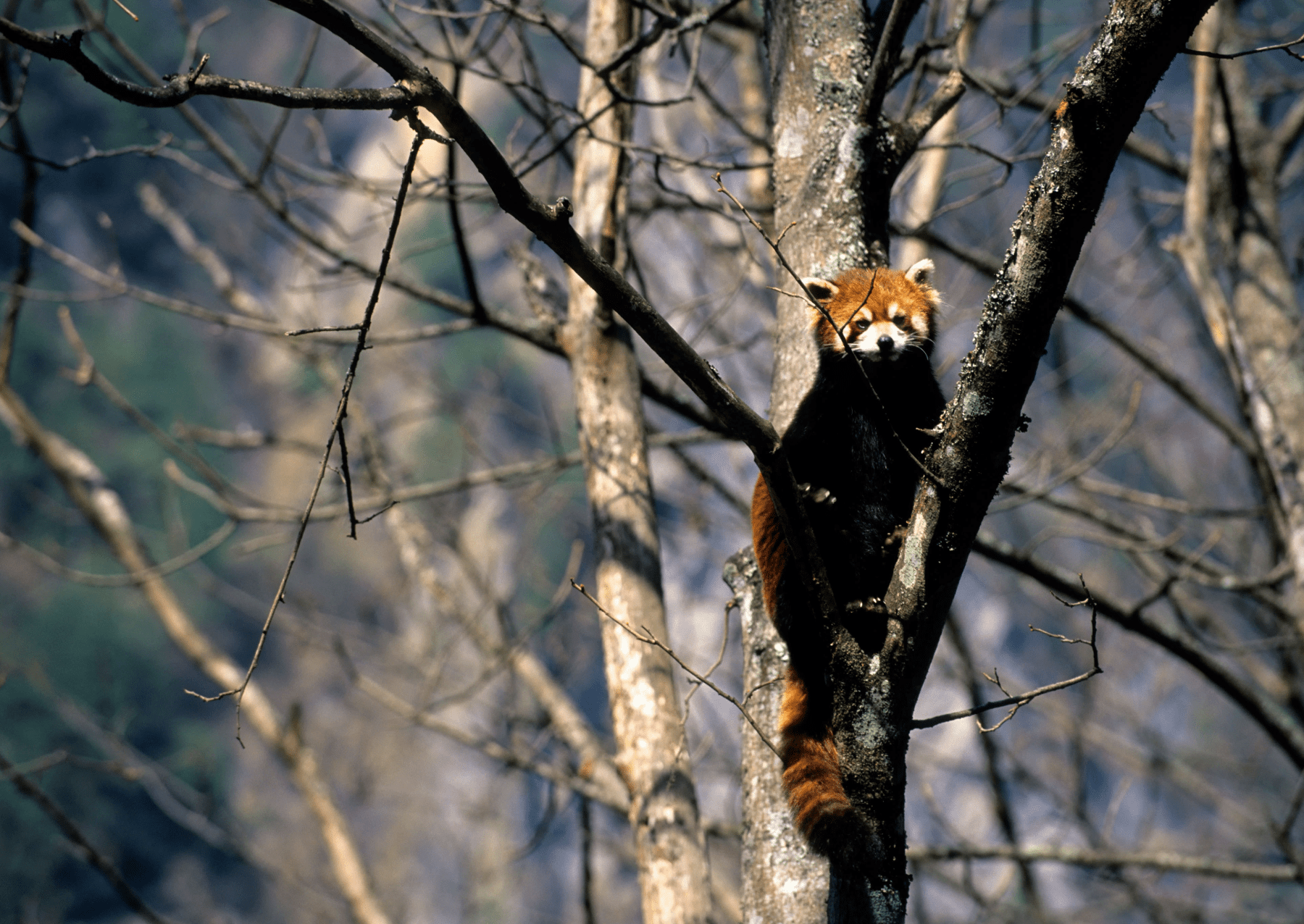 a red panda living at a preserve in china climbs a tree