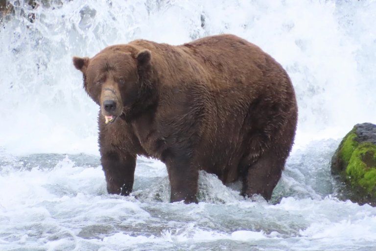large brown bear with broken jaw