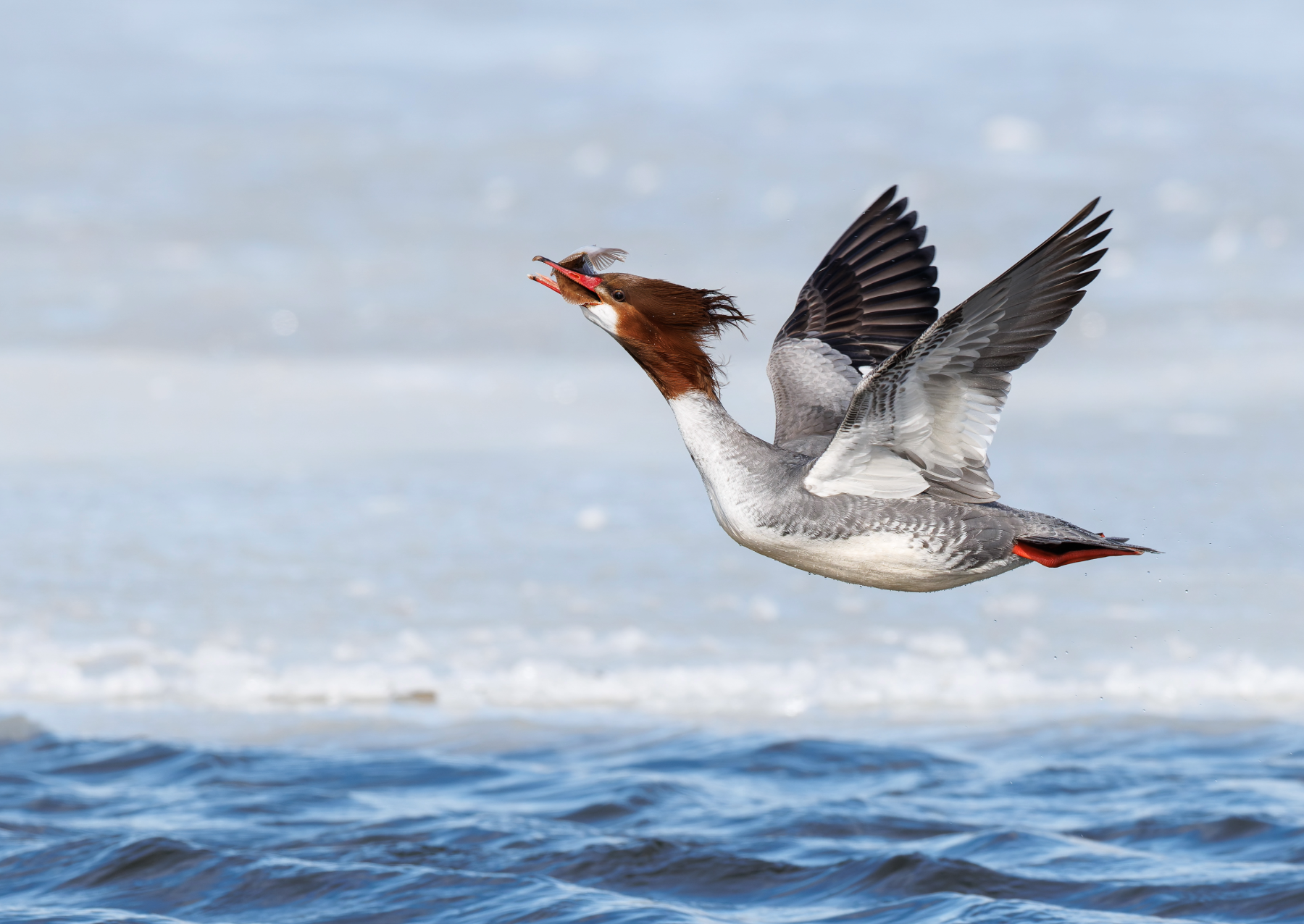 a bird with black, white, and brown feathers flies over water with a fish in its mouth