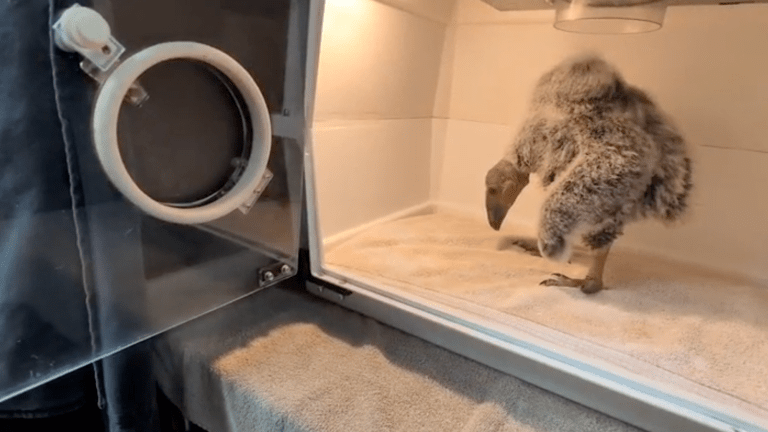 a california condor chick stands in an incubator. it has fluffy white and gray feathers
