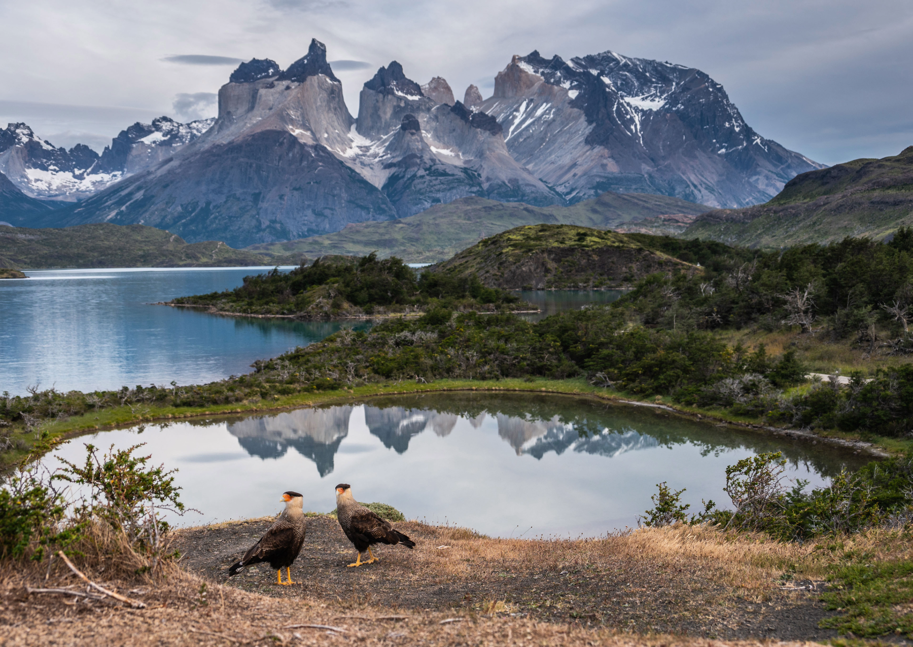 two birds with brown and white feathers stand by a pond and a lake underneath snow-capped mountains