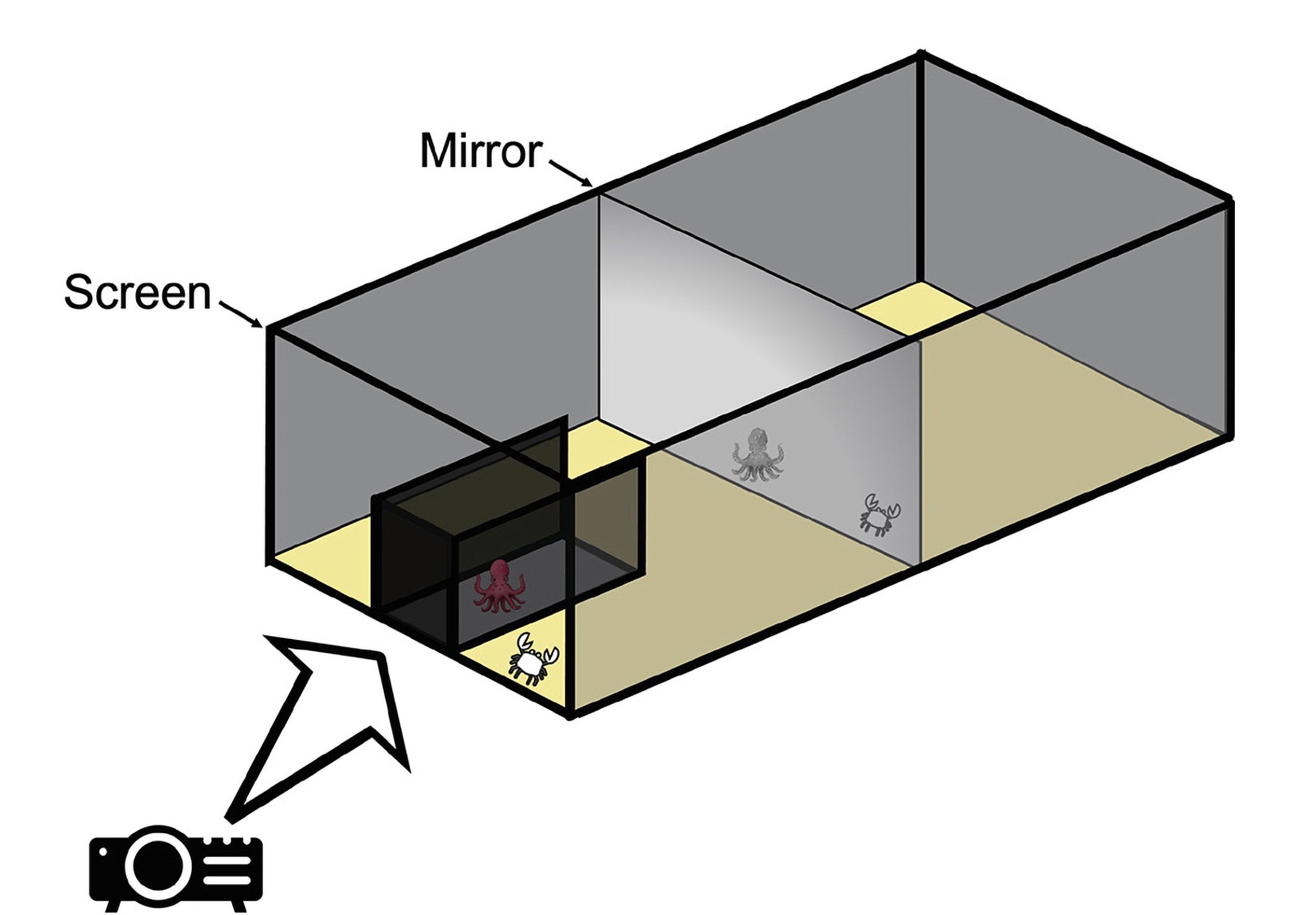 Diagram showing an aquarium experiment with octopuses and crabs.