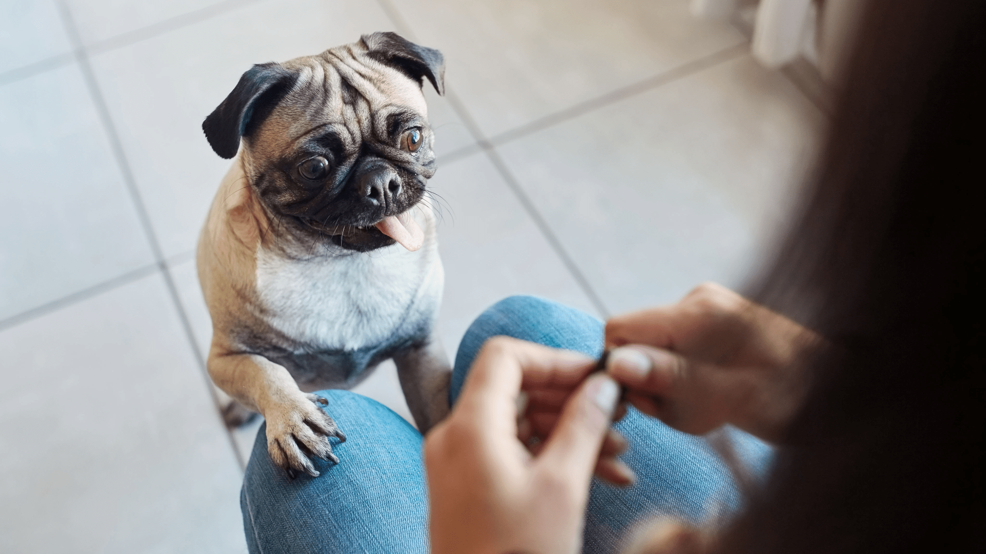 Dog brains act surprisingly human when told ‘no’