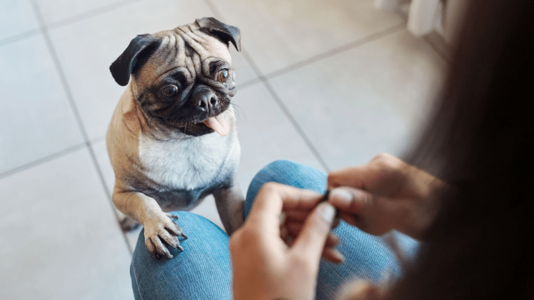a pug stands on its back legs with its paw up on a human's knee. the pug has wide eyes and tongue hanging out since the human is holding a treat