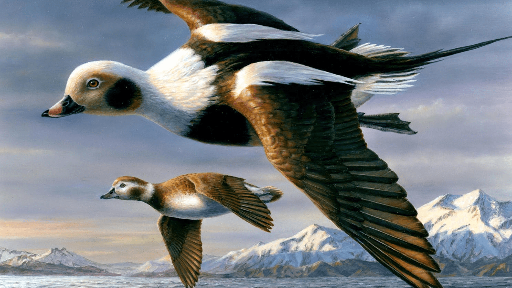 a painting of two ducks with black and white feathers flying above snow-capped mountrains