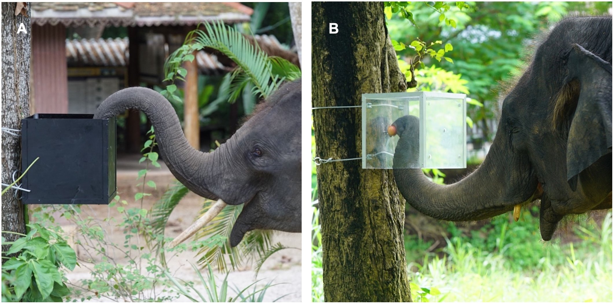 Experiment Setup. (A) An elephant enters the “over” opening to gain access to food in a familiarization trial. (B) An elephant enters the “under” opening to gain access to food (apple) in a test trial. Photos were cropped to remove extraneous background material; the left image was mirrored. Image: Photos by Sangpa Dittakul/Hope et al., 2026, PLOS One, CC-BY 4.0.