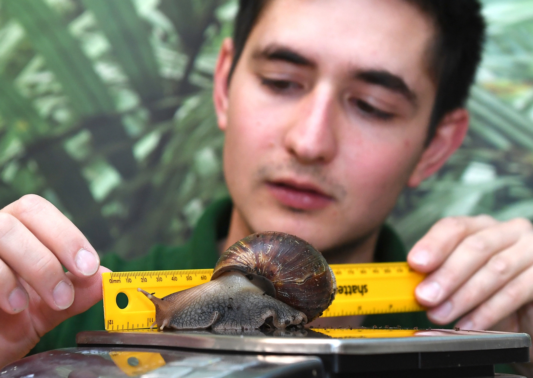 a man holds a yellow measuring tape by a large snail