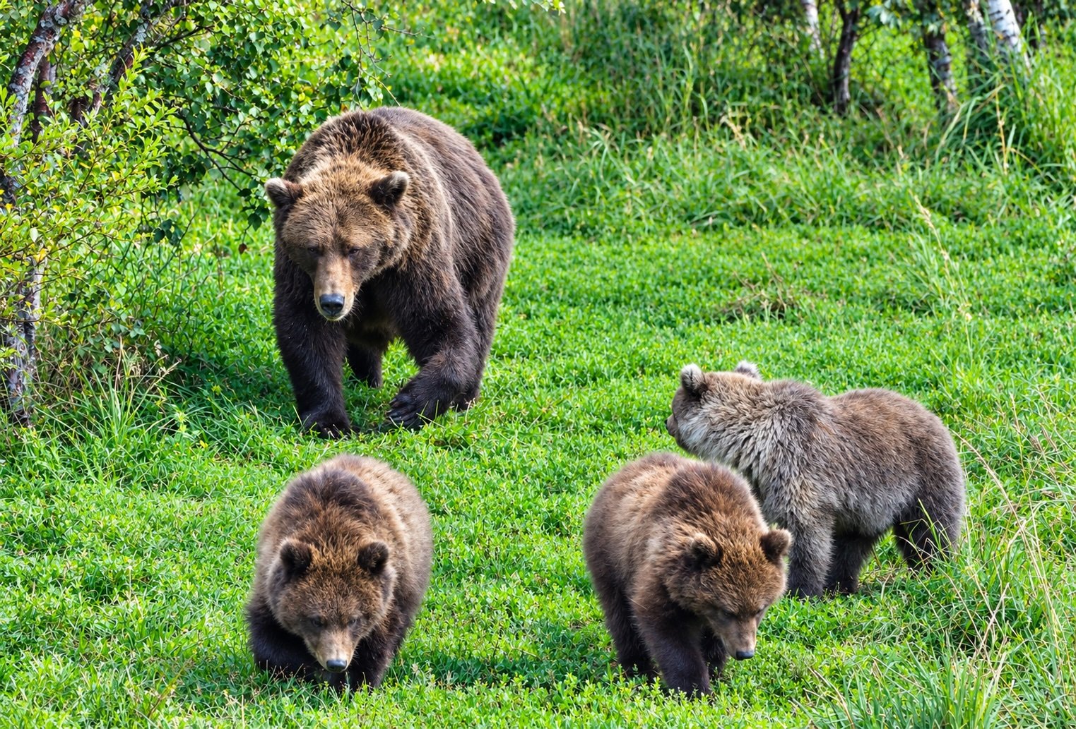 large mother bear and three cubs