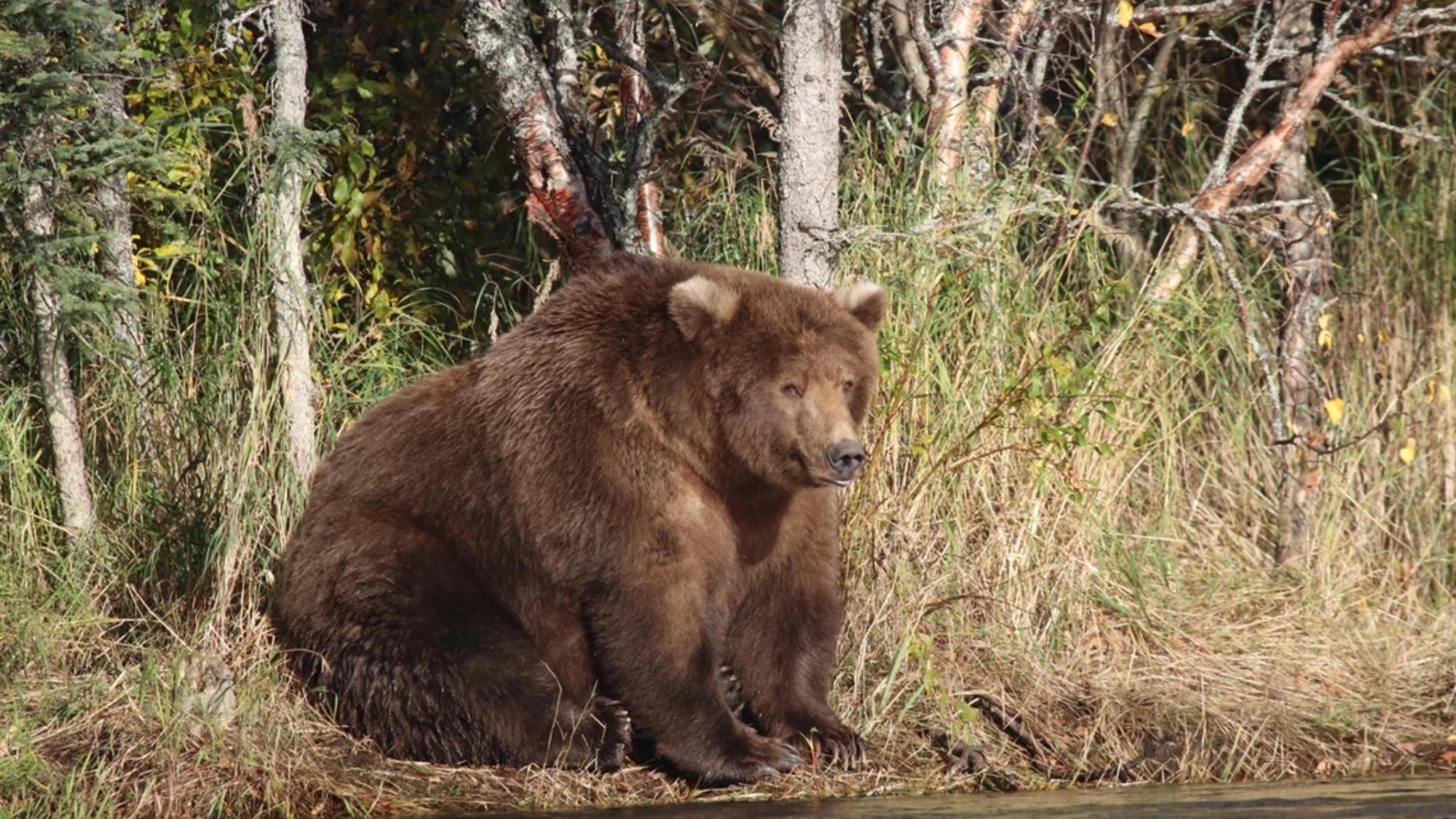 Fat Bear Week kicks off September 22