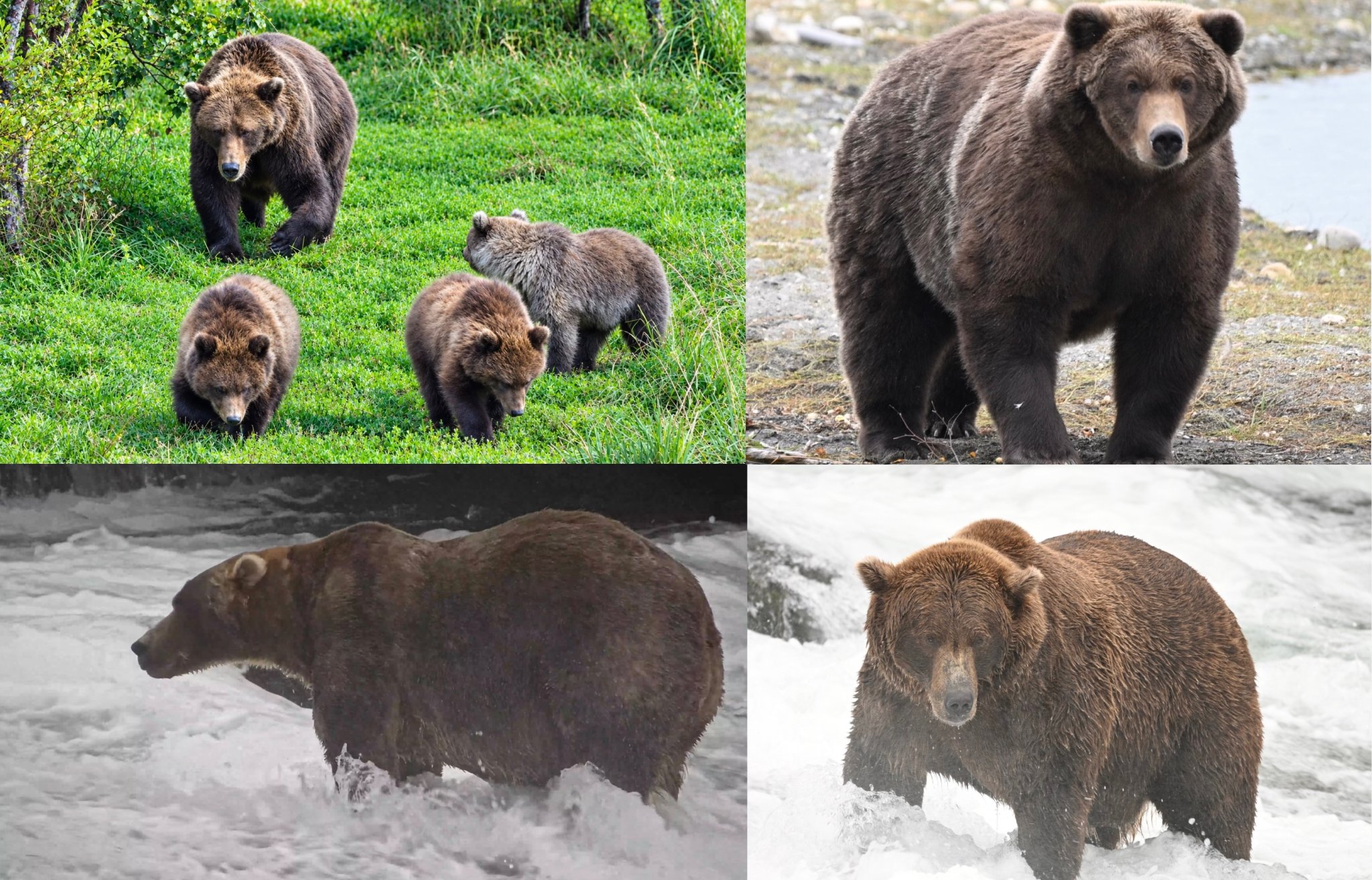 Fat Bear Week semi-finals: Bucky Dent vs. Backpack and 132 vs. 910