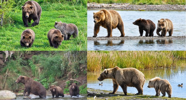 four sets of bear families