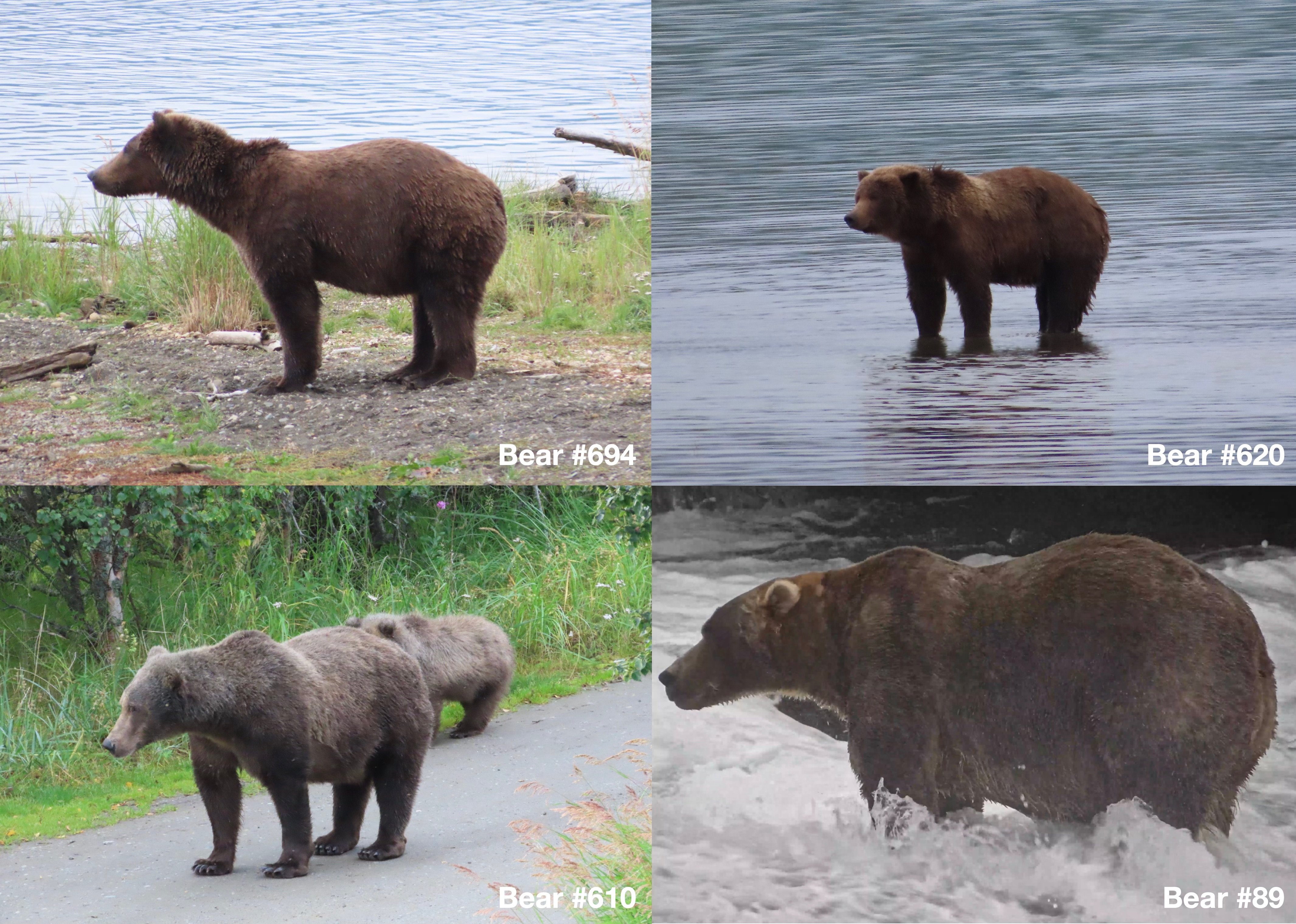 four bears