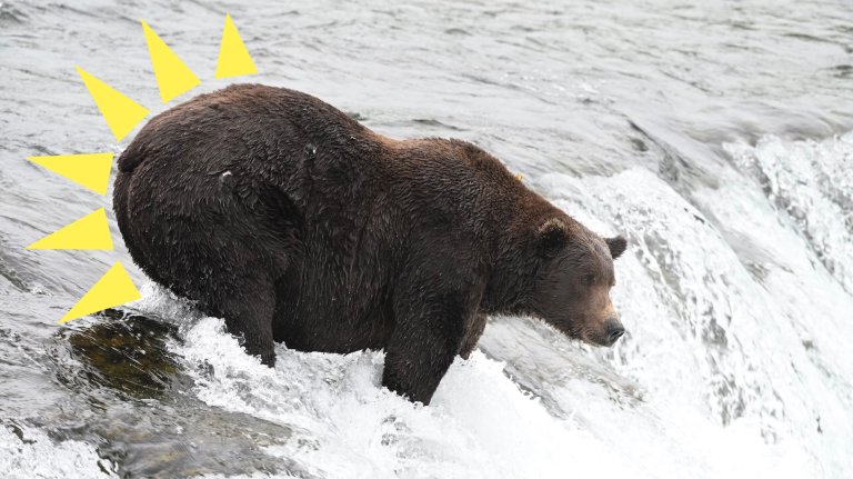 large male bear on a waterfall
