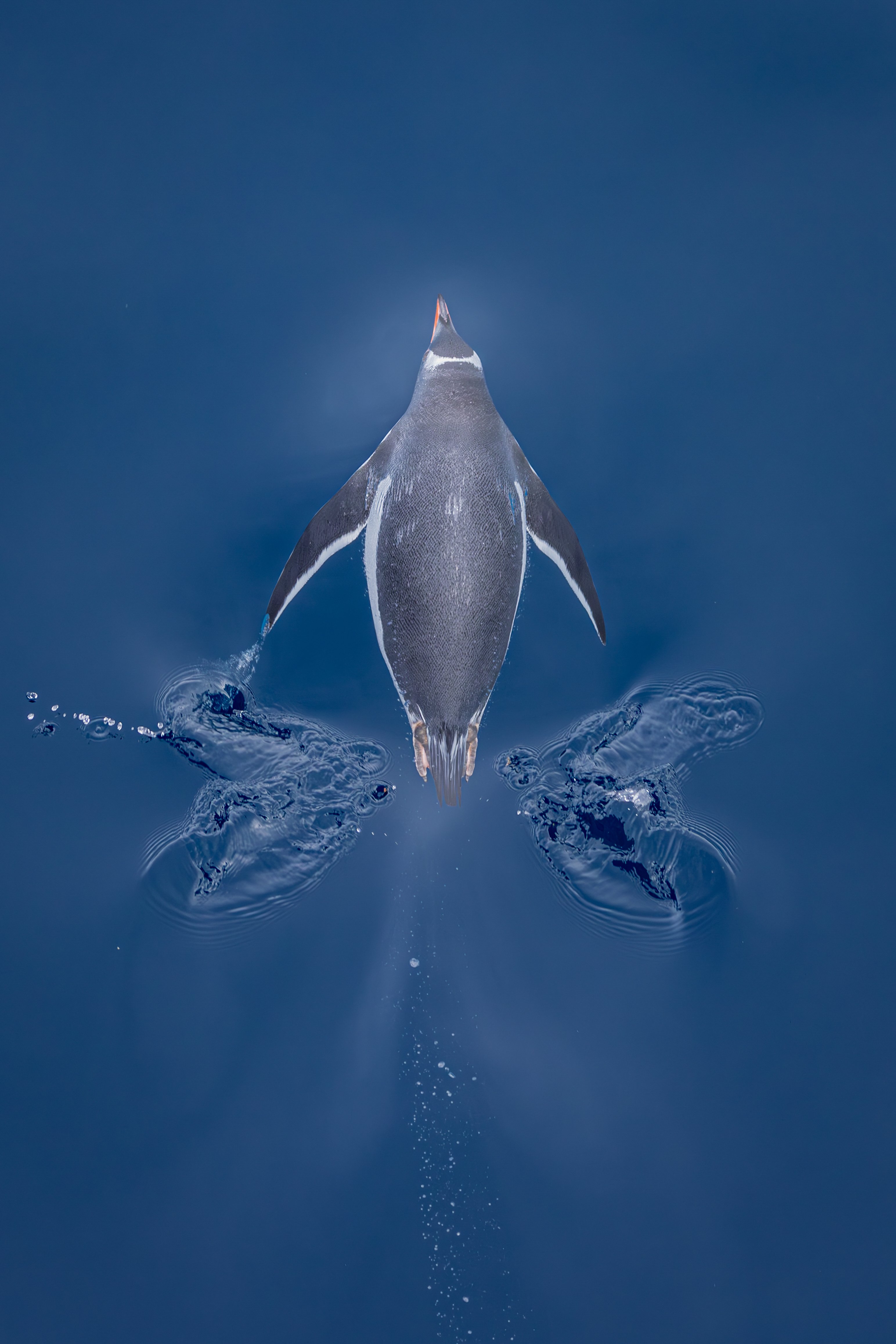 a top view of a penguin with white and black gliding through the ocean