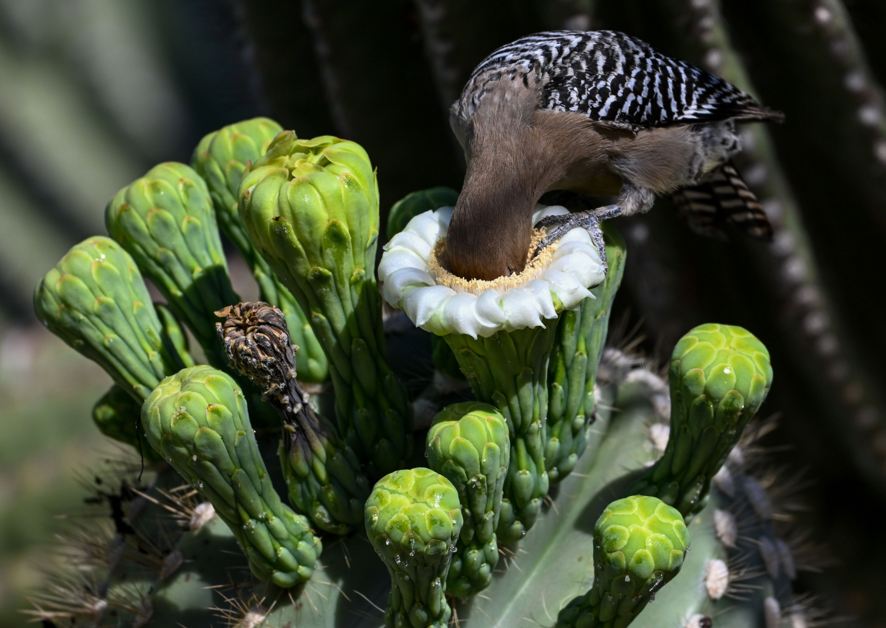 a bird with black and white feathers sticks its beak and most of its head into the yellow pollen-filled center of cactus flower