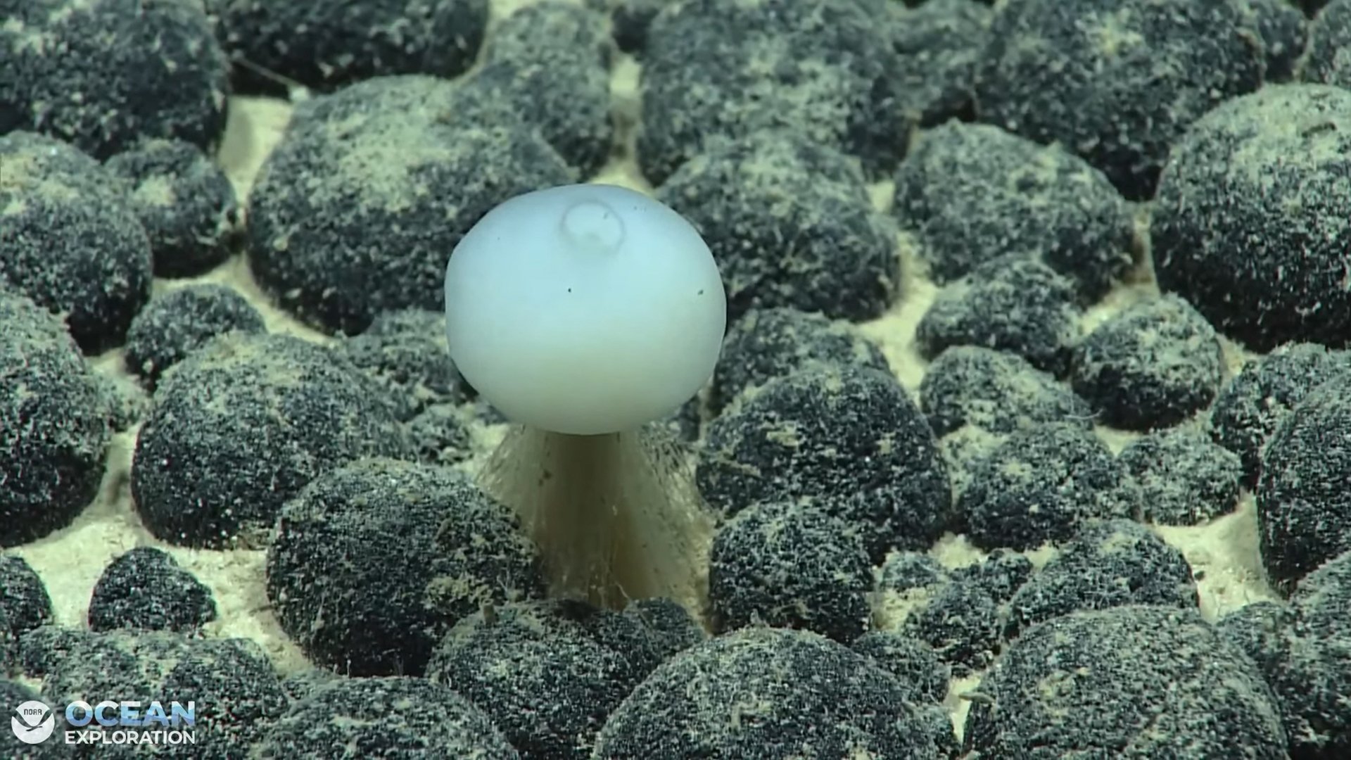A glass sponge amongst polymetallic nodules. It was one of several varieties of sponges seen during the final dive of the 2026 Cook Islands ROV Exploration cruise.