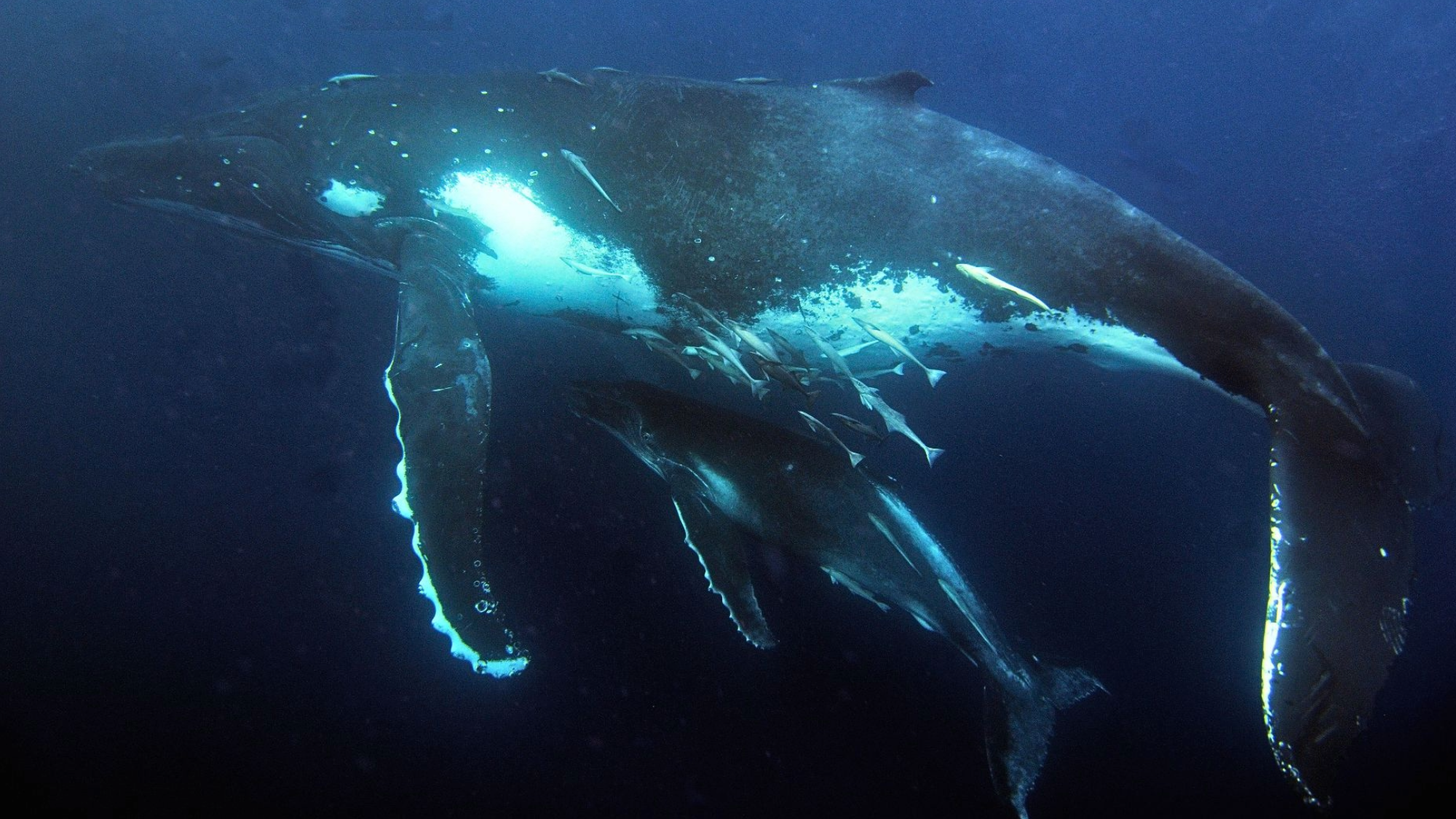 popsci.com - Margherita Bassi - Australia's humpback whales were acting weird. What happened next surprised scientists.