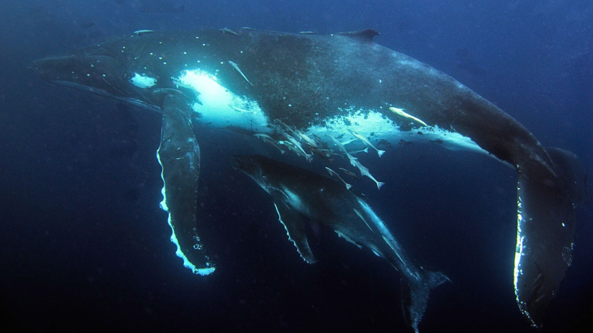 Australia’s humpback whales were acting weird. What happened next surprised scientists.