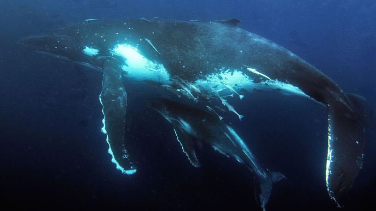 a mother humpback whale and calf