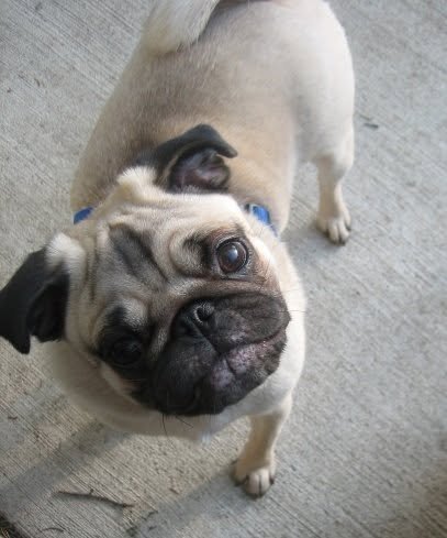 a pug