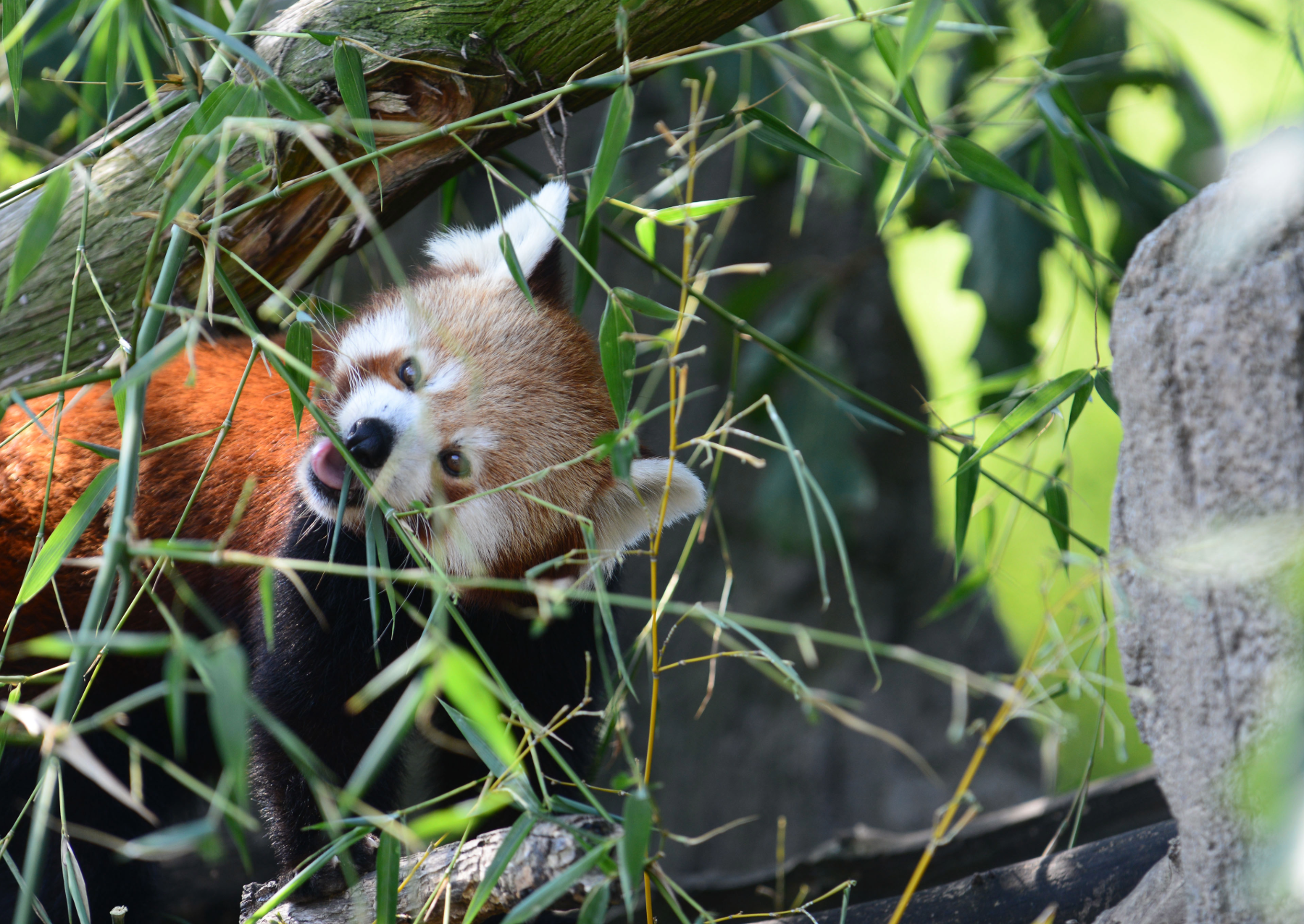 a red panda at a zoo in Italymunching on leaves