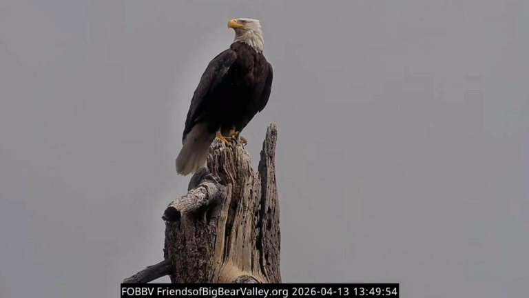 an eagle stands on a perch
