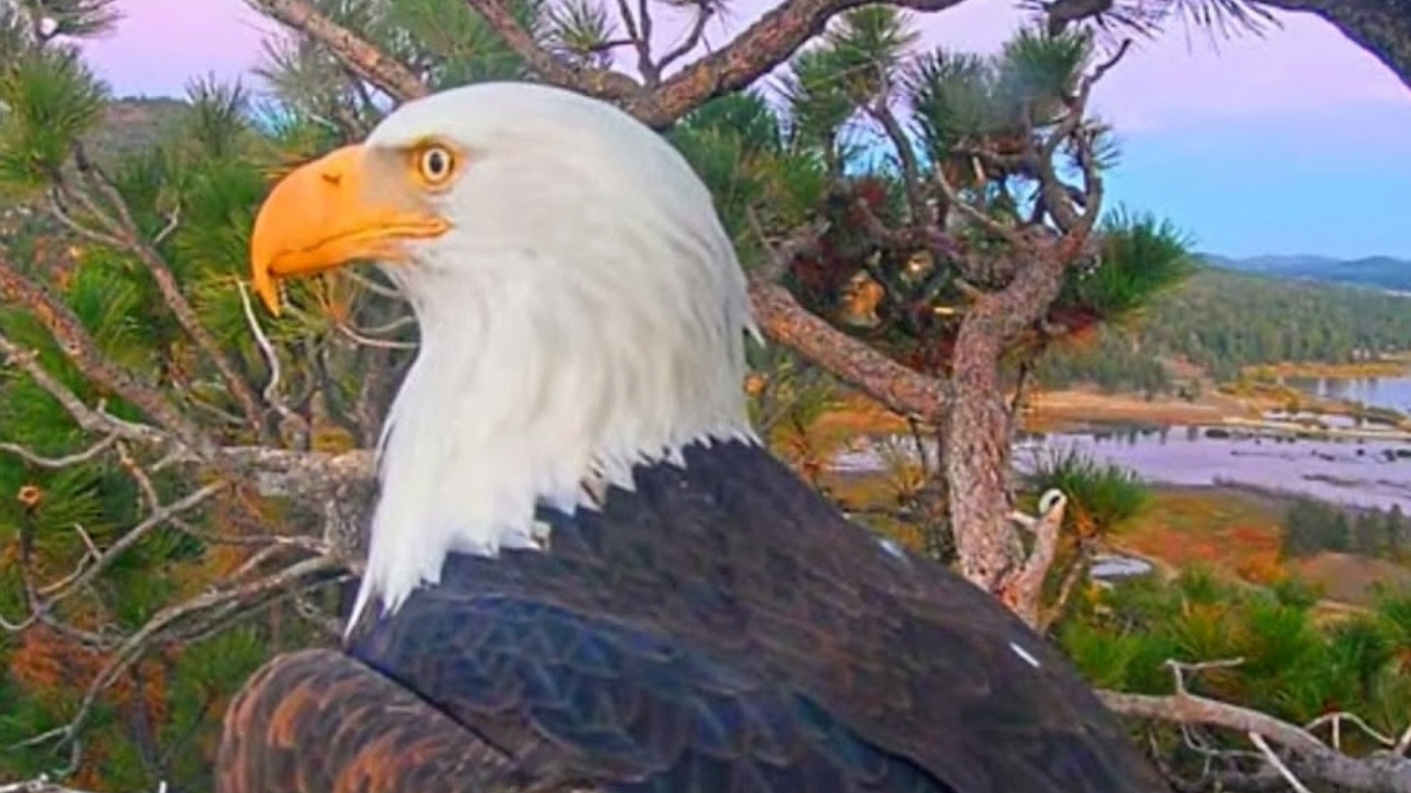 How to watch Jackie the bald eagle’s memorial service