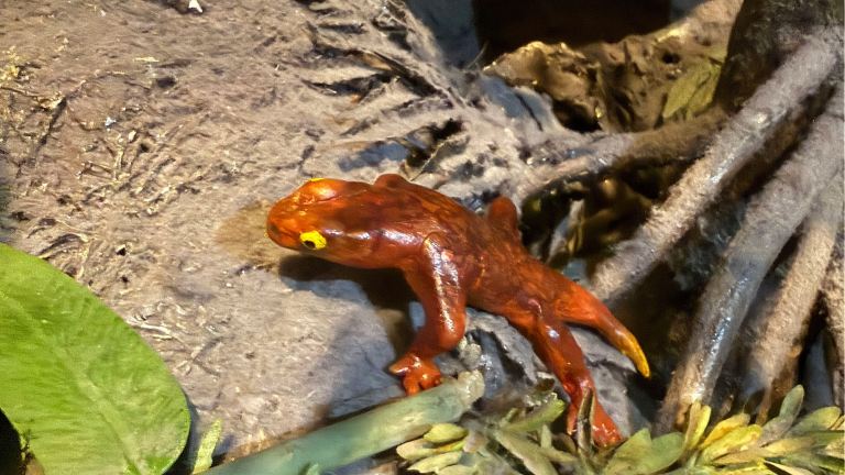 a model of a salamander