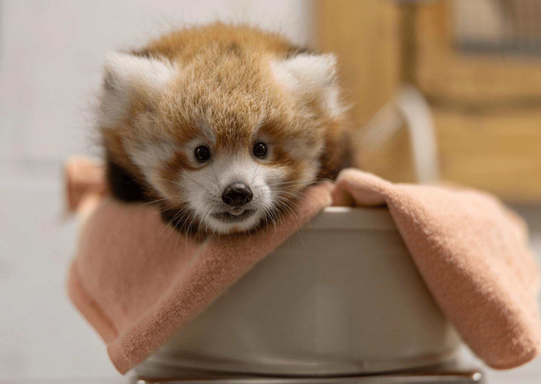 a red panda cub sits in a white bowl with a pink towel